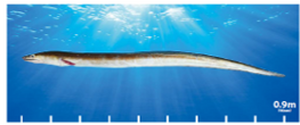 県産魚原寸大掲示物（マグネット付き）　ハモ