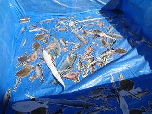 魚釣りゲーム