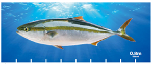 県産魚原寸大掲示物（マグネット付き）　ブリ
